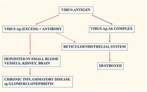 Viral Pathogenesis 2 (V8) Flashcards | Quizlet