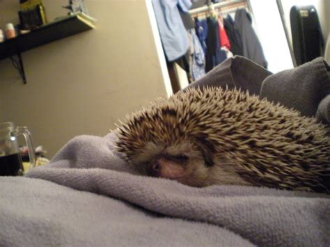 The Hedgehog Manor: How do you cuddle a Hedgehog? Very Carefully