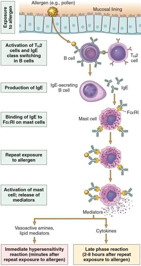 Hypersensitivity Type I: Mechanism and Clinical Manifestation • Microbe Online