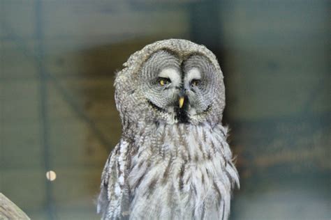 Barred owl - cc0.photo