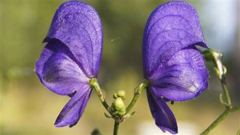 Canada: 12 diners sent to hospital from likely aconite poisoning - BBC News