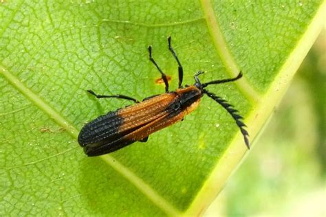 LYCIDAE | Pybio Paraguay Biodiversidad