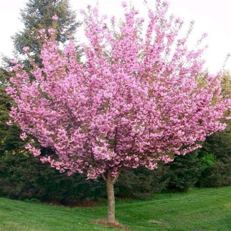 Kwanzan Cherry Blossom Tree - Beautiful, large, bright pink globes of ...