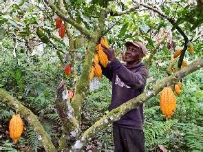 Ghana's Cocoa Production Under Threat - The Ghana Guardian News