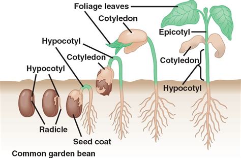 germination-dicot.html 38_10SeedGermination-dicot.jpg