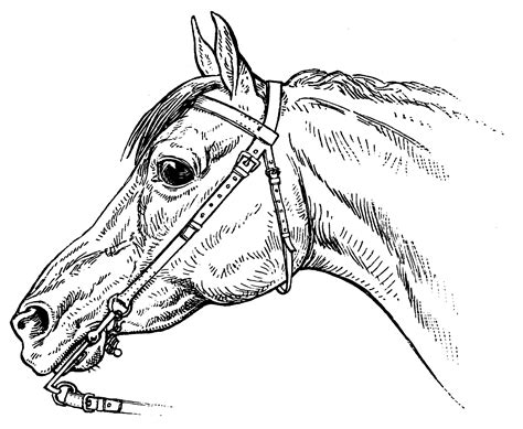 Horse Bridle Drawing at GetDrawings | Free download