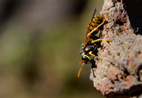 Free picture: insect, nature, wildlife, stone, wasp, animal, macro, hornet