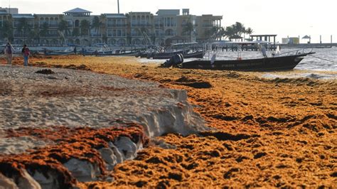 Mexico struggles to understand, solve, seaweed invasion | CTV News