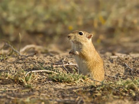 Indian Desert Gerbil – Wildventures