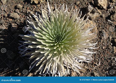 Silversword Plant, Haleakala National Park Stock Image - Image of high ...