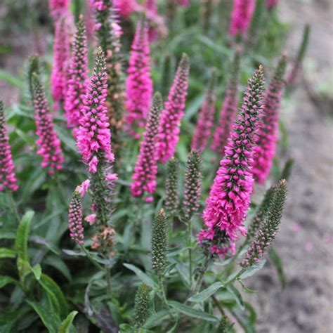 Seeds Veronica spicata seeds mix Perennial Flower Seeds from | Etsy