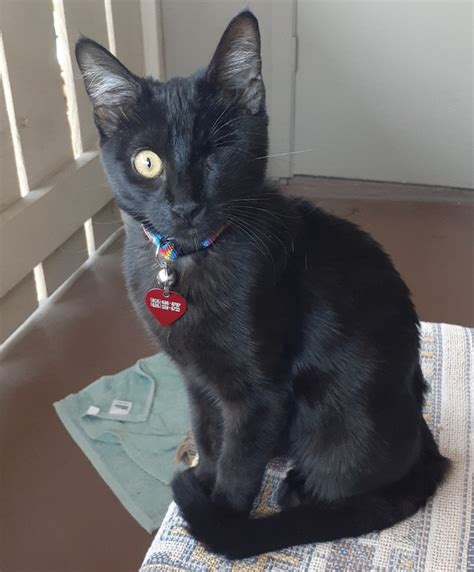 Luna the Kitty Gets By with One Eye - The Santa Barbara Independent