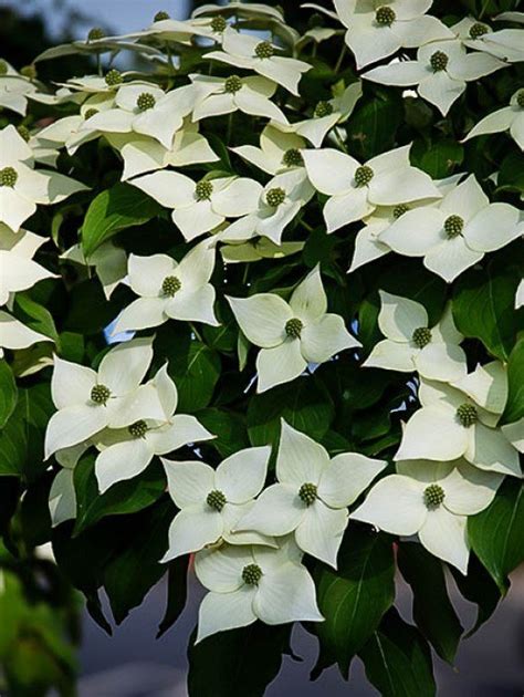 White Flowering Dogwood Tree Facts / Eastern Flowering Dogwood - St ...