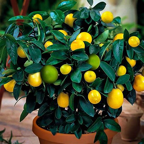 Lemon Lime Cocktail Tree For Sale Online | citrus.com | Growing fruit ...