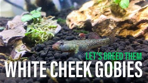 White Cheek Gobies (Breeding Project) - YouTube