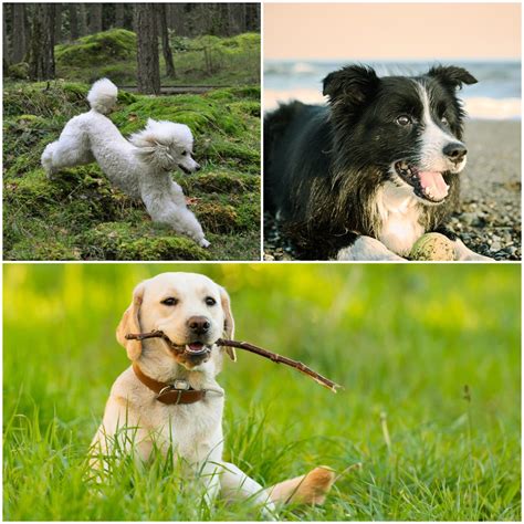 Best Dogs For Anxiety – Are Dogs Good For Owners' Anxiety?