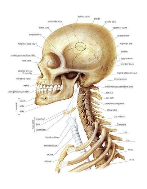 Neck Bones Anatomy