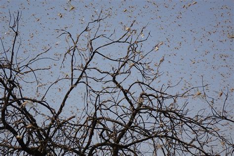 International Cooperation in the Fight Against Locusts - The Borgen Project