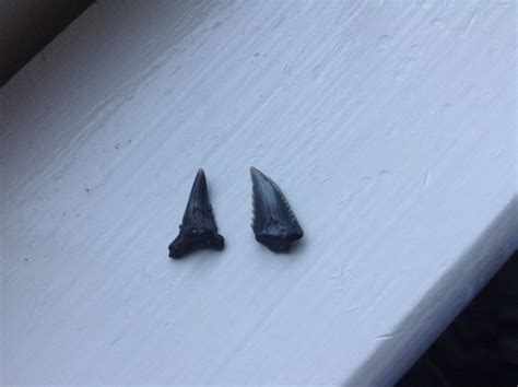 Snaggletooth Shark Teeth - Members Gallery - The Fossil Forum