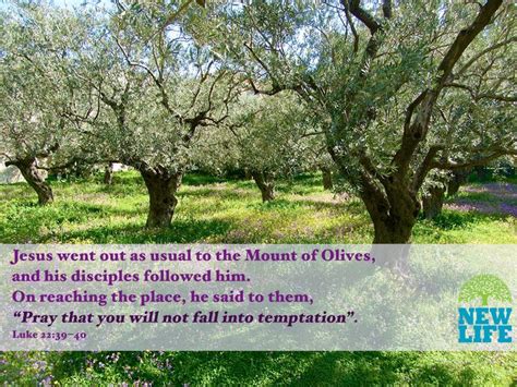 Jesus went out as usual to the Mount of Olives, and his disciples ...