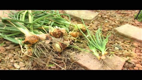 Harvesting Walla Walla Onions - YouTube