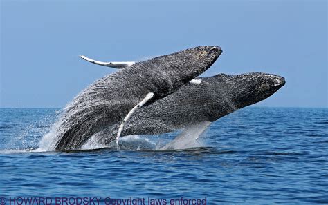 Dolphins, Porpoises and Whales | Flickr