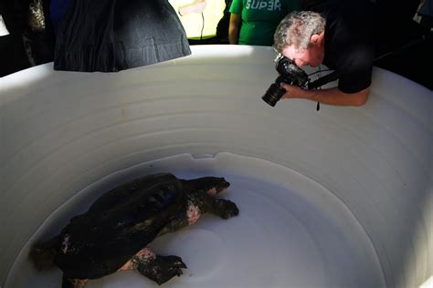 Yangtze Giant Softshell Turtle | RARE: Creatures of the Photo Ark | Official Site | PBS