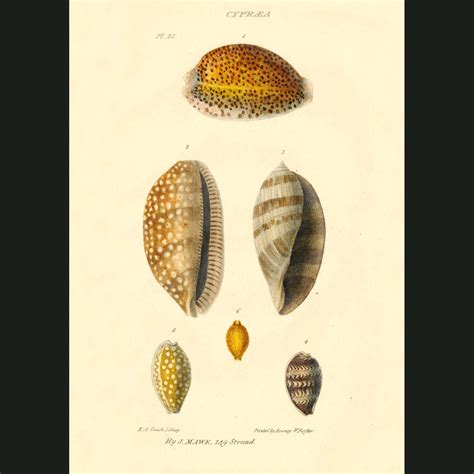 Cowrie Shells. Fine art print.