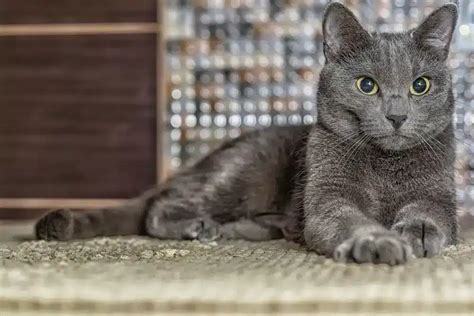 Russian Blue Cat Breed Info: Pictures, Temperament & Traits - Catster