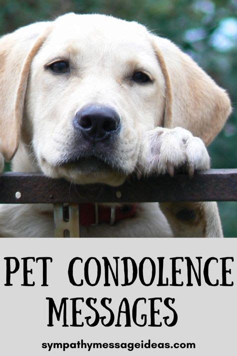 13 Pet Condolence Messages ideas in 2021 | pet condolences, condolence ...