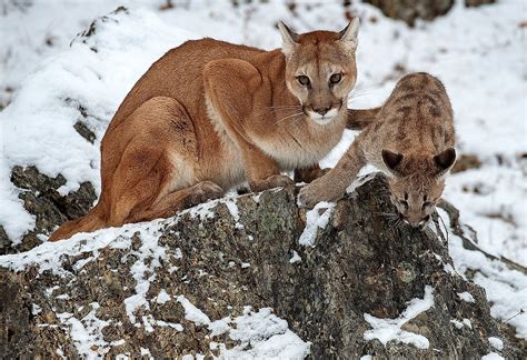 Puma, Cougar, Or Mountain Lion? The Big Cat's Many Names Hinder ...