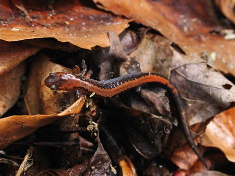 Red-backed salamander (Salamanders of Prince William Forest Park ...