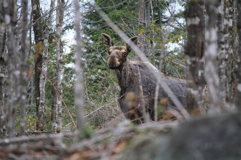 On our return to Greenville, this cow moose came sauntering across the ...