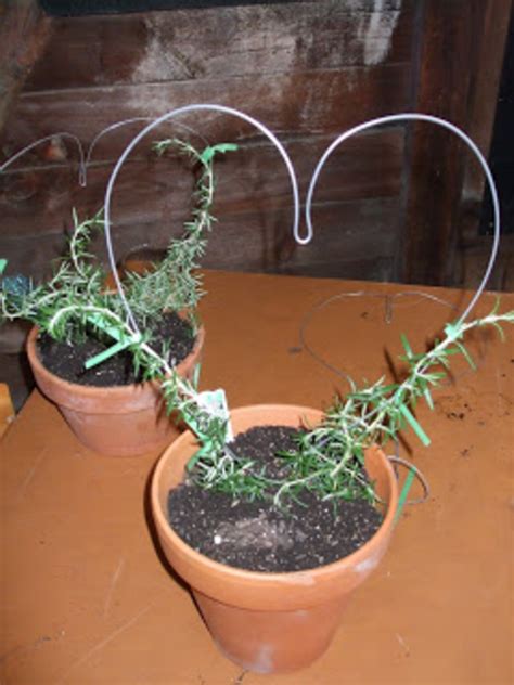 How To Create Your Own Rosemary Topiary | HubPages