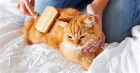 15 Grooming Tips for Cat Owners — Pumpkin®