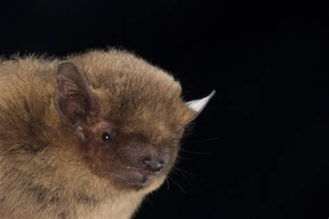 Soprano pipistrelle - UK Bats - Bat Conservation Trust