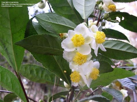 PlantFiles Pictures: Camellia Species, Green Tea Shrub, Tea Plant ...