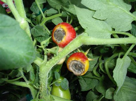 Tomato Diseases Pictures - Got Pests? : However, despite being easy to grow, there are many ...