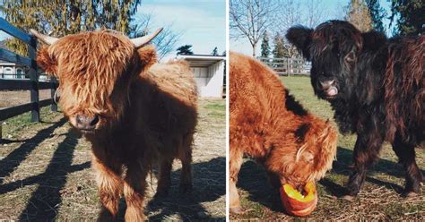 There’s A Farm Selling Miniature Cows And I Absolutely Need One - Homemaking.com | Homemaking ...