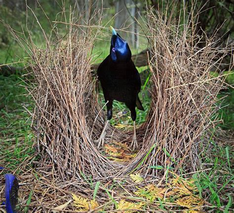 Bowerbird | San Diego Zoo Animals & Plants