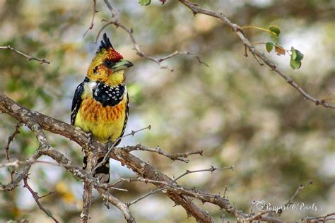 Types Of Small Birds In South Africa | Psoriasisguru.com