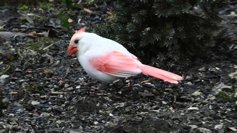 Leucistic male cardinal. - YouTube