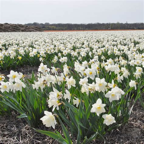 Narcissus 'Mount Hood' | White Flower Farm