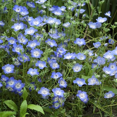 Baby Blue Eyes Seed - Nemophila Menziesii Flower Seeds