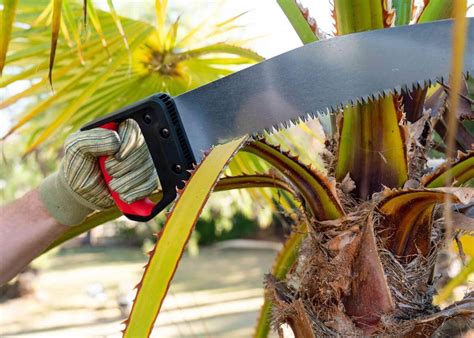 How to Trim a Palm Tree - Expert Tips for Pruning & Maintenance