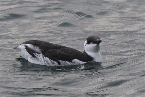 Guillemot - BirdWatch Ireland