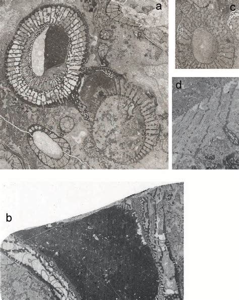 Archaeocyaths from clasts within the Fitzroy Tillite Formation of the... | Download Scientific ...