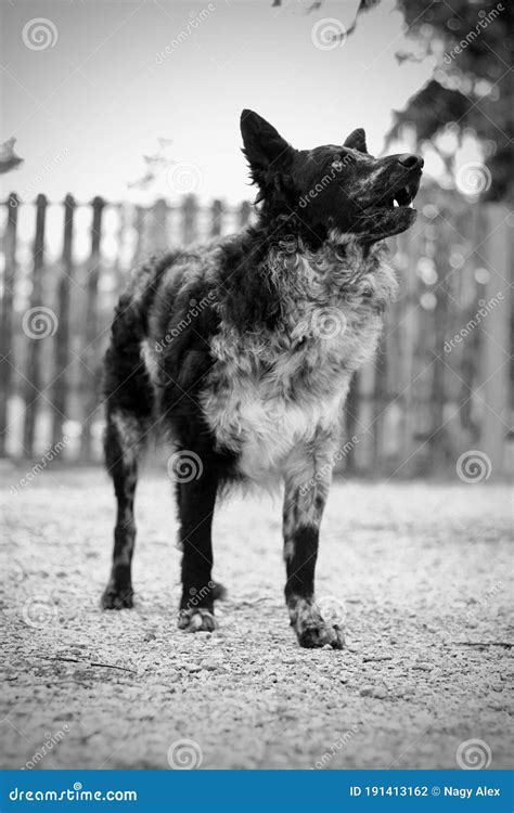 Merle Dog Mudi Black and White Stock Photo - Image of photograph, mudi: 191413162