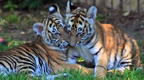 PHOTOS: Bengal tiger cubs make debut at Six Flags Discovery Kingdom in ...