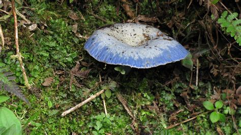 Blue Mushroom – Aarathi Venkataraman